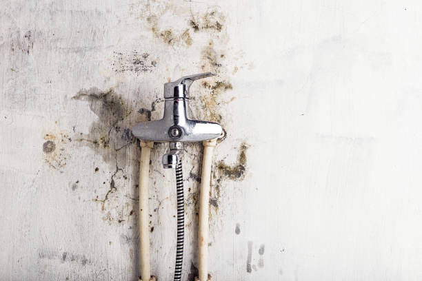 Best Emergency Mold Removal  in Steele Creek, AK