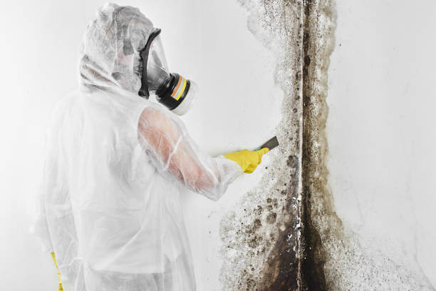 Best Local Mold Removal Service  in Steele Creek, AK