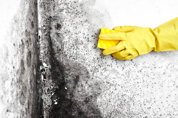 Best Mold Damage Repair  in Steele Creek, AK