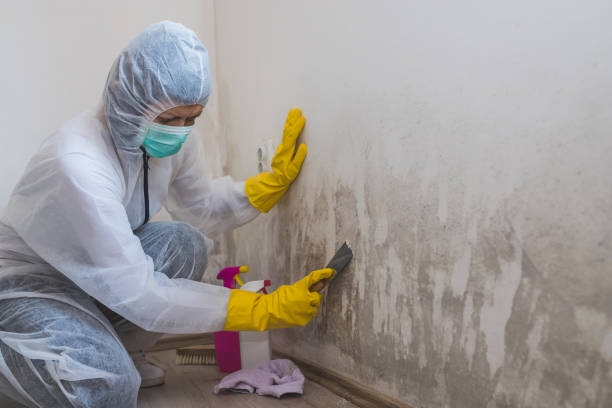 Best Best Mold Removal Companies  in Steele Creek, AK