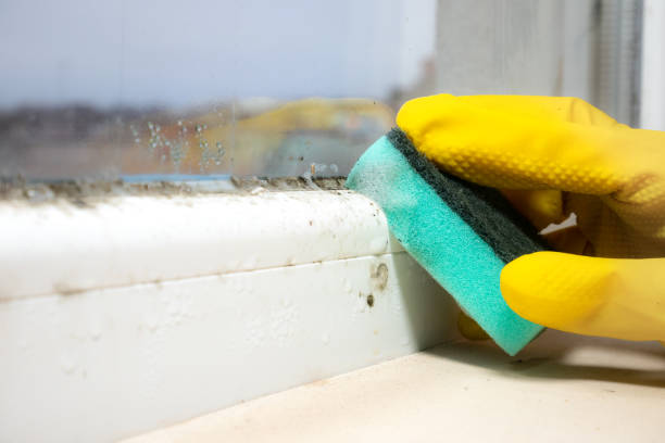 Best Attic Mold Removal  in Steele Creek, AK