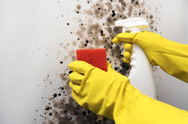 Best Fast Mold Removal  in Steele Creek, AK