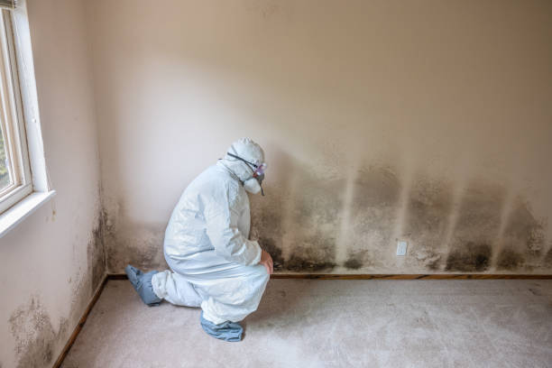 Best Best Mold Removal Companies  in Steele Creek, AK