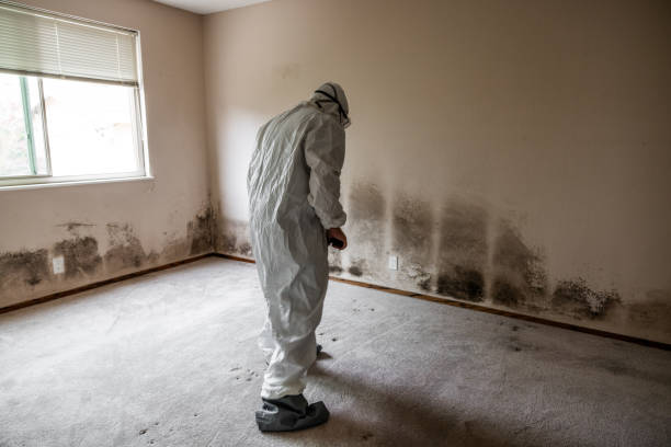 Professional Mold Removal in Steele Creek, AK