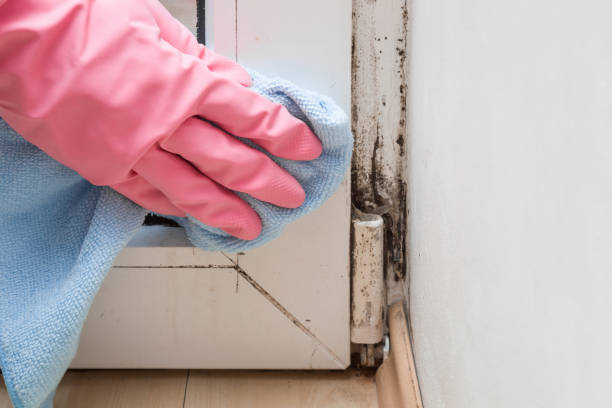 Best Office Mold Removal Services  in Steele Creek, AK