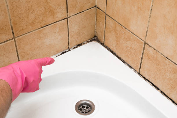 Best Crawl Space Mold Removal  in Steele Creek, AK